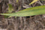 Southern rattlesnake master